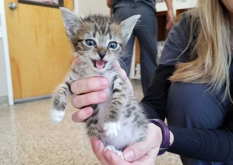 Jacksonville Kitten veterinarians